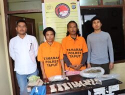 Dua Tersangka Pengedar Narkoba Jenis Ganja Berhasil Ditangkap Polres Taput