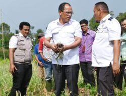 Bupati Humbahas Bersama BI Sibolga Panen Bawang Merah di Lintongnihuta