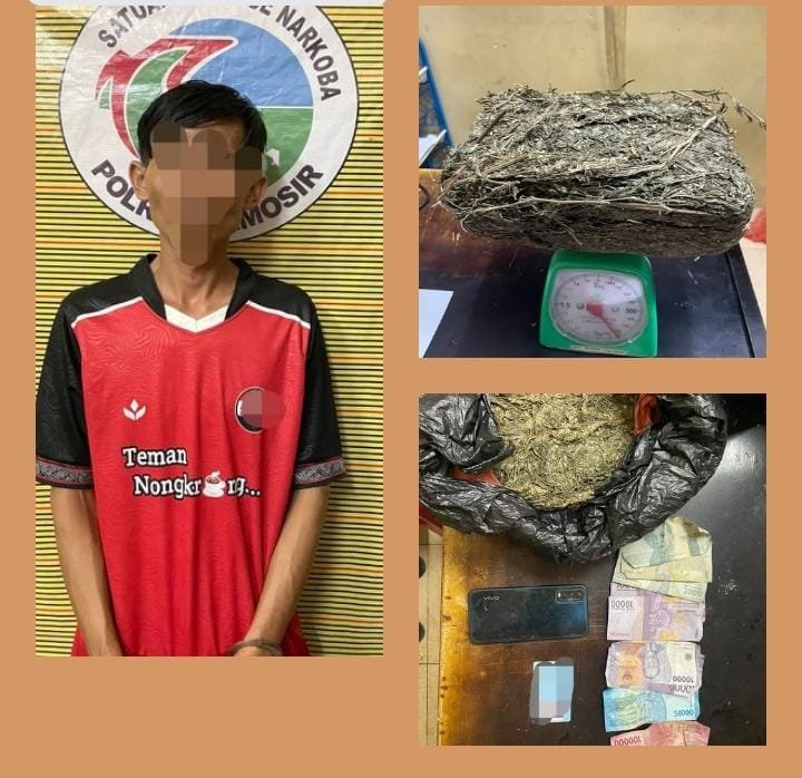Polres Samosir Berhasil Mengungkap Kasus Penyalahgunaan Narkotika Jenis Ganja di Desa Sipinggan Kecamatan Nainggolan 