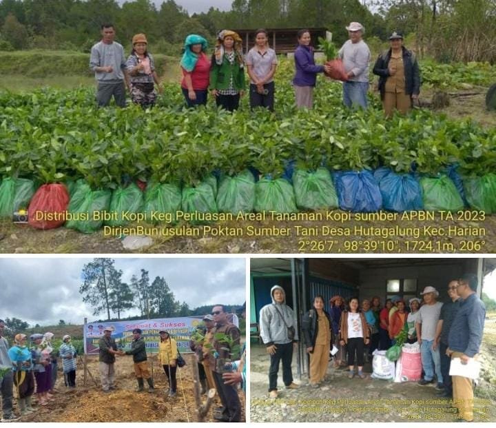 Dinas Ketapang Pertanian Samosir  Salurkan Bibit Kopi dan Pupuk Bantuan BBPPTP Medan kepada Kelompok Tani Di Desa Hutagalung Kecamatan Harian