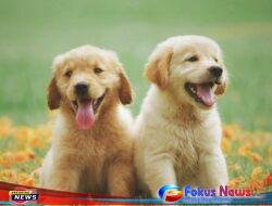 Begini Cara Menyembuhkan Penyakit Anak Anjing, Kena Virus Parvo Yang Mematikan