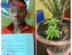 Polres Samosir Berhasil Mengungkap Penanaman Ganja : Seorang Laki-laki Diamankan