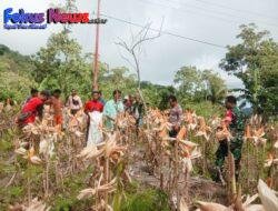 Keberhasilan Panen Raya Kelompok Tani Tunas Muda, Berkat Campur tangan Babinsa Koramil 1621-05/Panite, Sekdes Lasi Beri Apresiasi