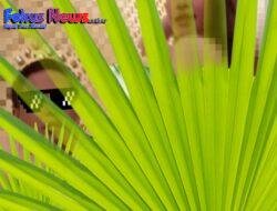 Kasus Video Bojakbojak Diduga Indra Simaremare Sekda Taput, Masuk Tahap Penyelidikan