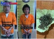 2 Pengguna Narkoba Dan 1 Orang Pengedar Berhasil Dibekuk Polres Taput