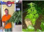 Polres Taput Tangkap Penanam Ganja Dari Siborongborong