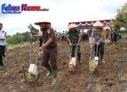Polres Taput Turut Menanam Jagung Dukung Program Kerja 100 Hari Presiden RI Dalam Rangka Ketahanan Pangan