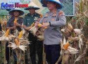 Dukung Ketahanan Pangan Bersama Petani Polres Bitung Panen Jagung