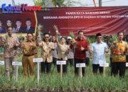 DPD RI Apresiasi Panen Bawang Merah di Gunungkidul, Dorong Ketahanan Pangan Berbasis Potensi Lokal