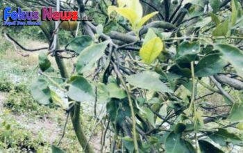 Diduga Ingkari Perjanjian Bermaterai, Kades Parsaoran Sibisa Dituding Rugikan Pengusaha UD Toba Subur