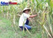 Reforma Agraria Lahirkan Regenerasi dan Kreativitas Petani Muda di Desa Soso