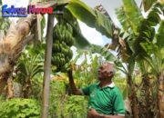 Reforma Agraria Ubah Pola Pikir Warga Desa Baumata di Kabupaten Kupang, Hasilkan Peningkatan Penghasilan Petani