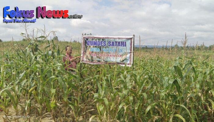 Miris..! BUMDES SATAHI Desa Pakpahan Jadi Sorotan Warga, Anggaran Gemuk Jagungnya Kurus