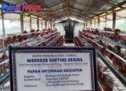 Ternak Ayam Petelur BUMDes MARSADA GONTING GAROGA Bukti Kecamatan Garoga Berpotensi