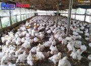 BUMDes Saribu Raja Jaya Desa Sangkaran Tahap ke-3 Produksi Ayam Potong Masih Merugi, Warga : Inspektorat Harus Benar-benar Memeriksa Keuangan BUMDes ini, Jangan Jadi Ajang Keuntungan Pribadi!