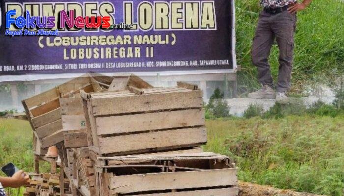 Miris,,! BUMDes ” LORENA” Desa Lobu Siregar II Merugi, Tanam Kentang Modal Rp.182juta Hasilnya Rp.11 Juta